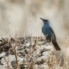 Skalnik modry - Monticola solitarius - Blue Rock-Thrush 1841ru